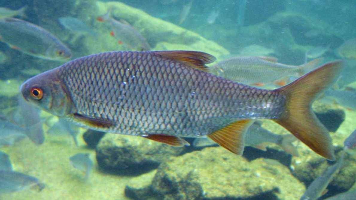 Gardon (Rutilus rutilus)