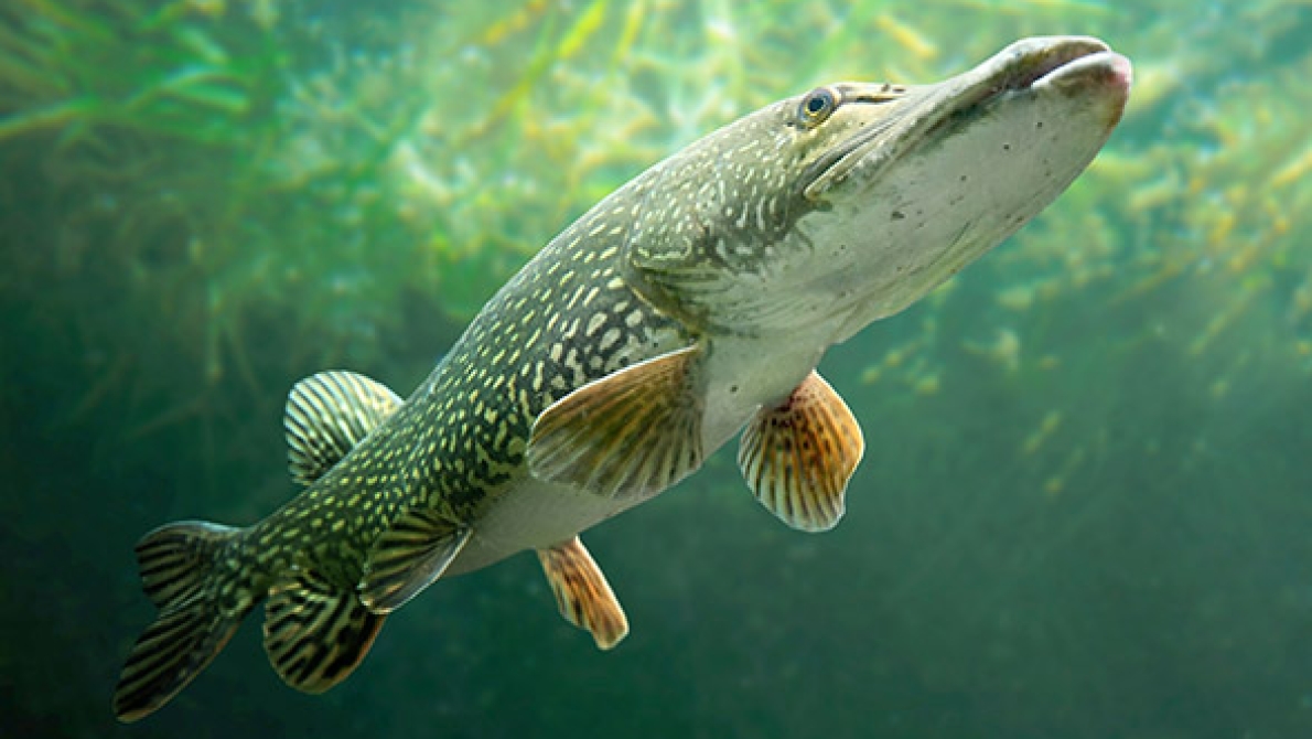 Brochet (© Adobe Stock)