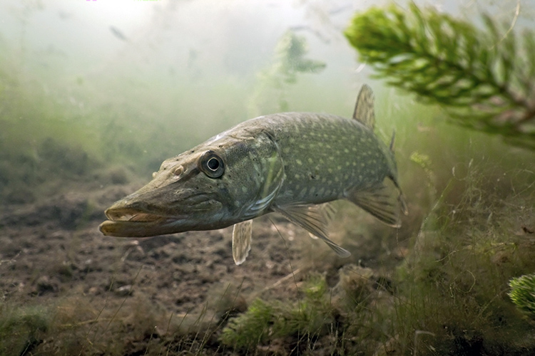 Brochet de l'Yvette