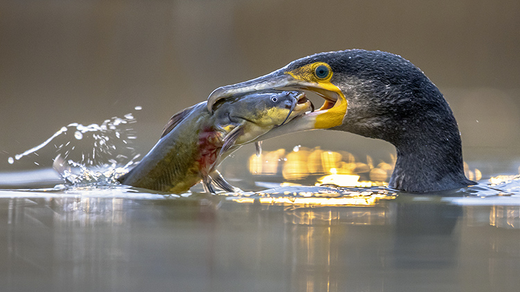 Cormoran et poisson chat