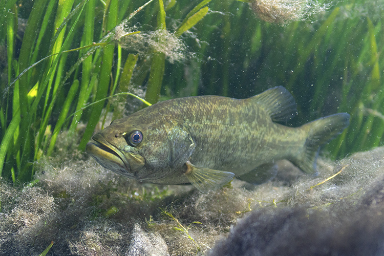 Le Black-Bass. (c) AdobeStock