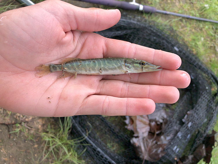 Alevin de brochet au Lac du Mail